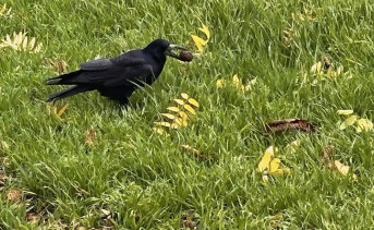 Грач с грецким орехом. Фото ruffnews.ru