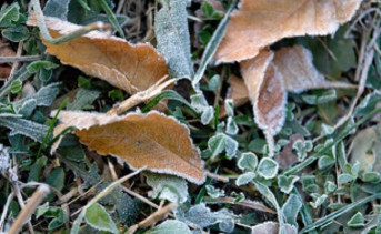 Трава и опавшие листья в инее. Фото Никиты Сиденина