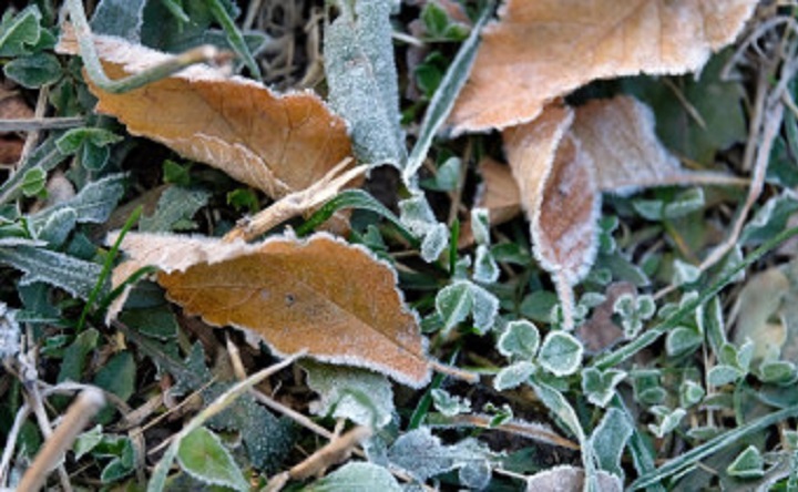 Трава и опавшие листья в инее. Фото Никиты Сиденина