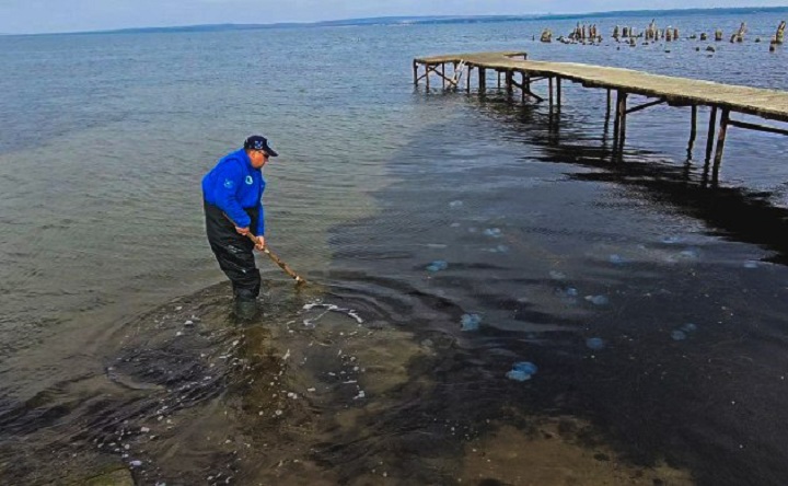 Исследование ракообразных. Фото пресс-службы Азово-Черноморского филиала ГНЦ РФ ФГБНУ «ВНИРО» («АзНИИРХ»)
