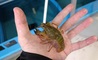 Длиннопалый рак. Фото пресс-службы АзНИИРХ
