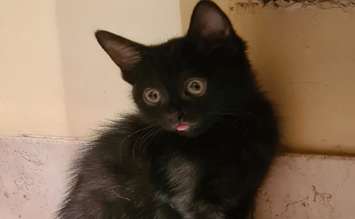 Котёнок по кличке Элоди. Фото telegram-канала приюта для животных «Феникс»