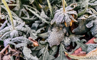 Декабрь в Таганроге. Фото ruffnews.ru