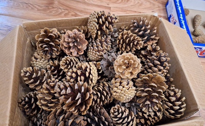 Шишки. Фото пресс-службы Южного парка птиц «Малинки»