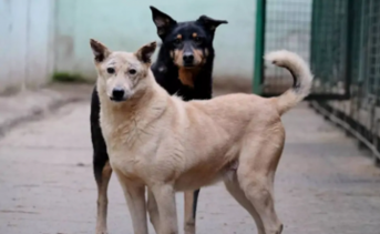 Собаки. Фото Алексея Майшева, РИА Новости