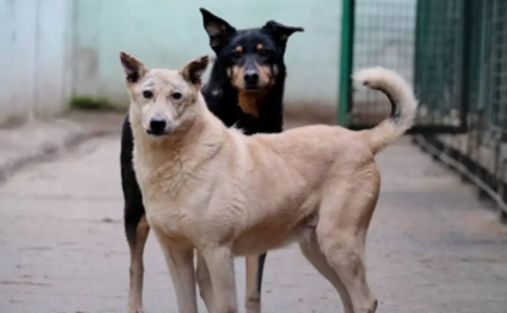 Собаки. Фото Алексея Майшева, РИА Новости
