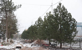 Новые сосны на Платовском. Фото telegram-канала Юрия Слюсаря