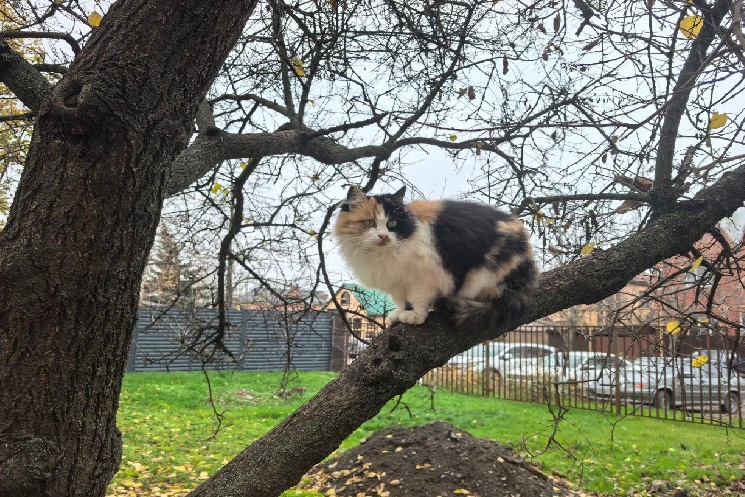 Во дворе. Фото Романа Гурина