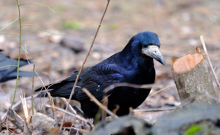Грач Фото Никиты Сиденина