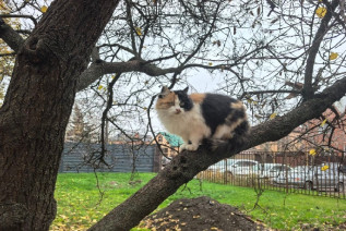 Во дворе. Фото Романа Гурина