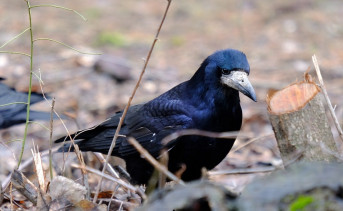 Грач Фото Никиты Сиденина