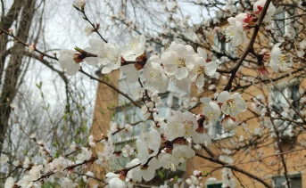 Цветущий абрикос. Фото ruffnews.ru