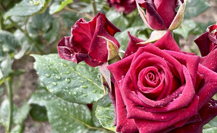 Капли дождя на розе. Фото ruffnews.ru