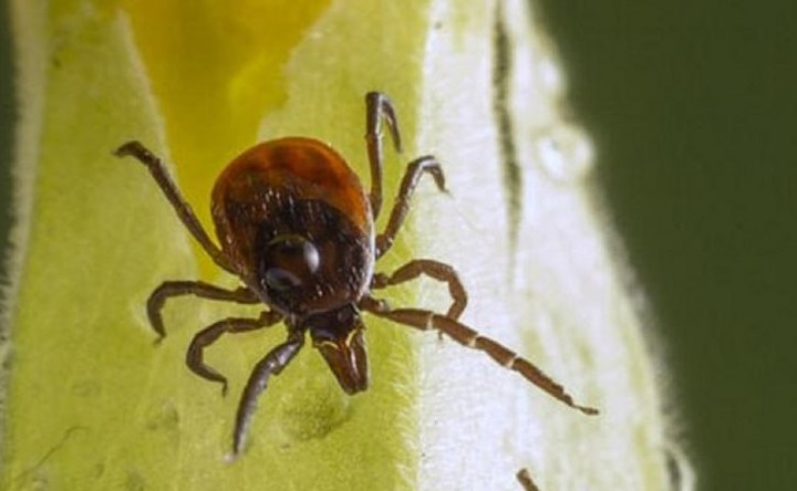 Клещ. Фото пресс-службы Роспотребнадзора Ростовской области