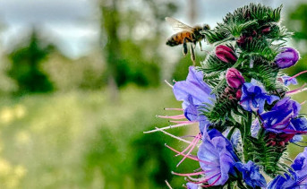 Синяк обыкновенный. Фото ruffnews.ru