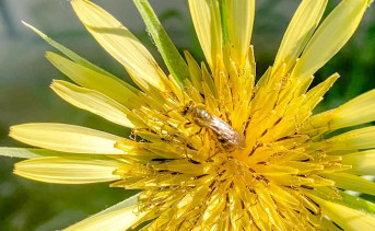 Полевой цветок. Фото ruffnews.ru