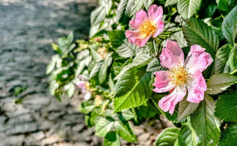 Шиповник. Фото ruffnews.ru