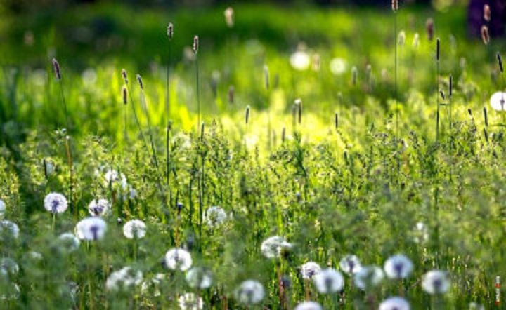 Луговые цветы. Фото Дениса Демкова