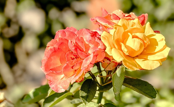 Розы. Фото ruffnews.ru