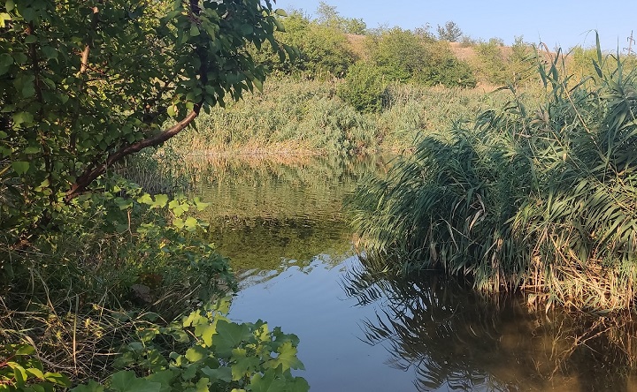 Пруд. Фото Никиты Сиденина