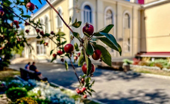 Яблоки на дереве. Фото ruffnews.ru