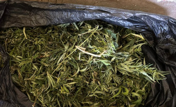 Изъятое растительное сырьё. Фото пресс-службы УМВД по Ростовской области