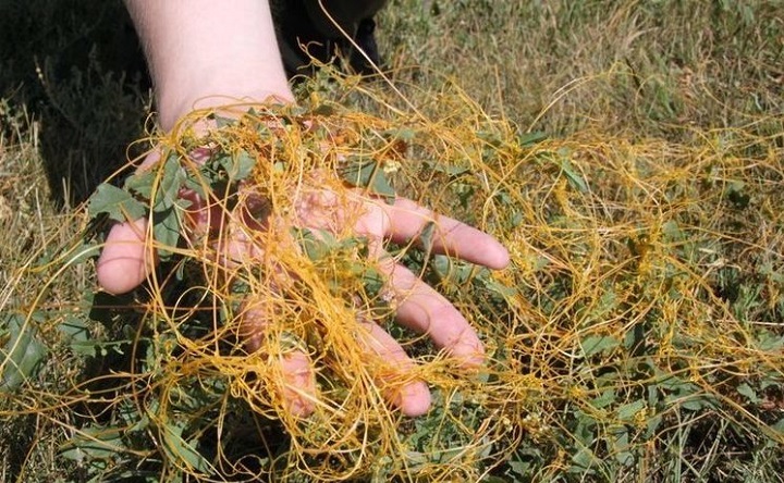 Повилика. Фото пресс-службы управления Россельхознадзора по Воронежской, Белгородской и Липецкой областям