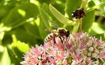 Пчела. Фото Елены Анисимовой / ruffnews.ru