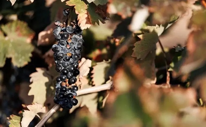 Виноград. Фото Евгения Чистякова