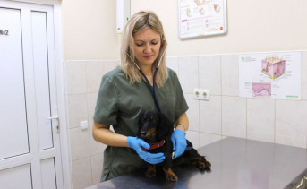 Ветеринарный врач с собакой. Фото donland.ru