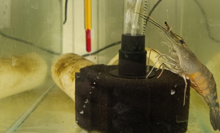 Молодь креветки. Фото пресс-службы «АзНИИРХ»