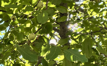 Грецкий орех. Фото Елены Анисимовой / ruffnews.ru