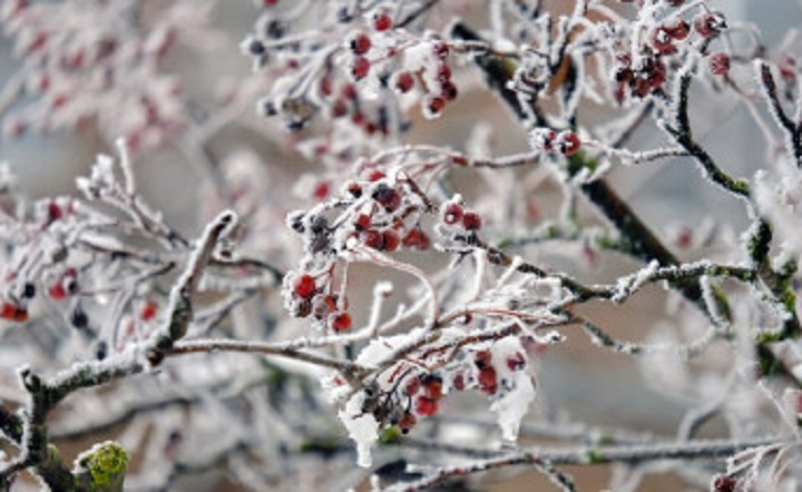 Замерзшие ягоды на дереве. Фото Никиты Сиденина