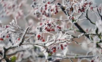 Замерзшие ягоды на дереве. Фото Никиты Сиденина
