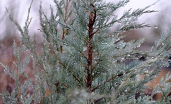 Хвойное дерево. Фото Никиты Сиденина