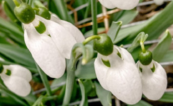 Подснежники. Фото ruffnews.ru