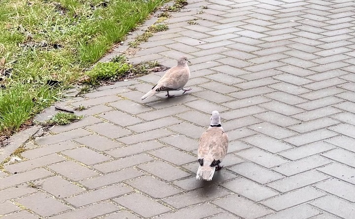 Горлицы. Фото ruffnews.ru