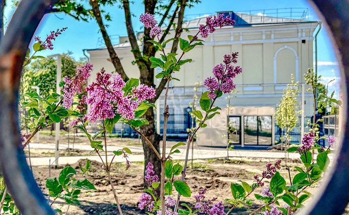 Сирень. Фото ruffnews.ru
