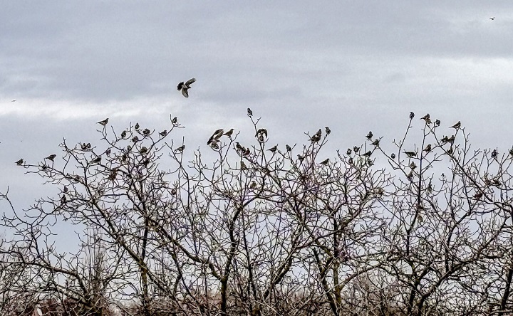 Свиристели. Фото ruffnews.ru