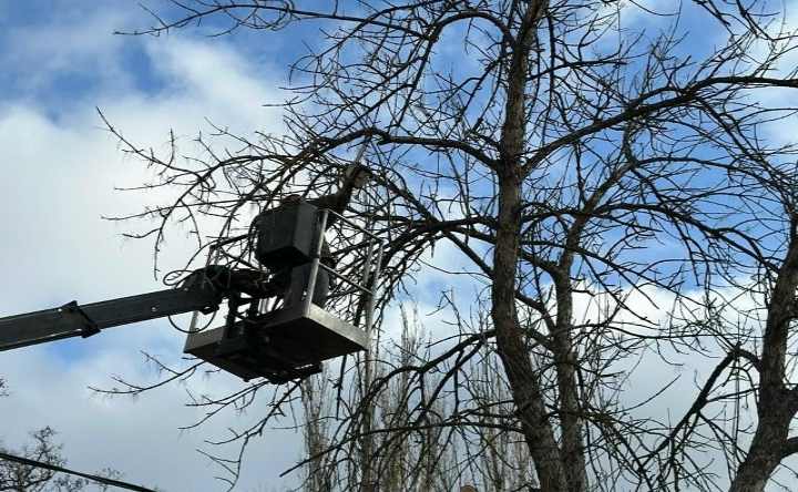 Обрезка деревьев. Фото пресс-службы городской Думы