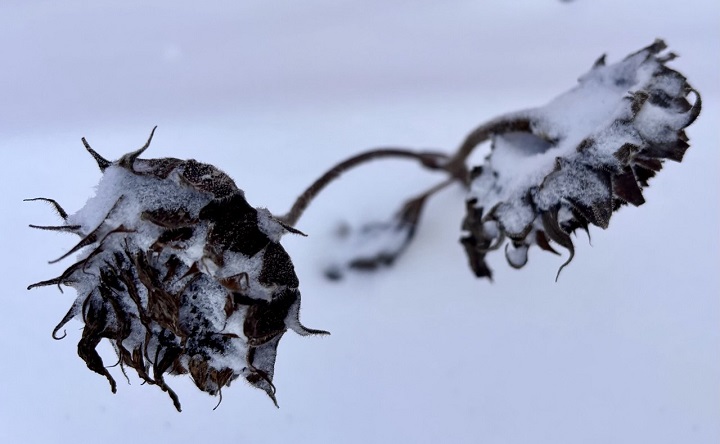 Подсолнухи под снегом. Фото ruffnews.ru