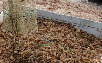 Улов креветок. Фото пресс-службы Азово-Черноморского филиала ГНЦ РФ ФГБНУ «ВНИРО» («АзНИИРХ»)