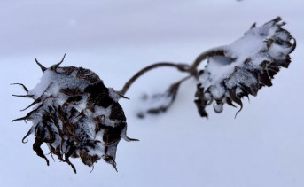 Подсолнухи под снегом. Фото ruffnews.ru