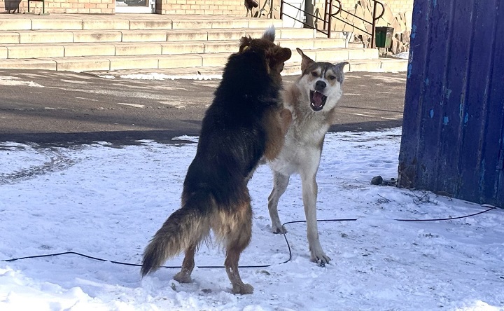 Бездомные собаки. Фото ruffnews.ru