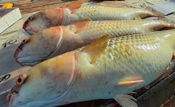 Пиленгас. Фото пресс-службы Азово-Черноморского филиала ГНЦ РФ ФГБНУ «ВНИРО» («АзНИИРХ»)