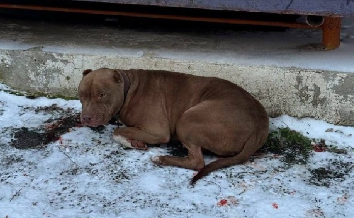 Питбуль Ральф. Фото telegram-канала приюта «Феникс»