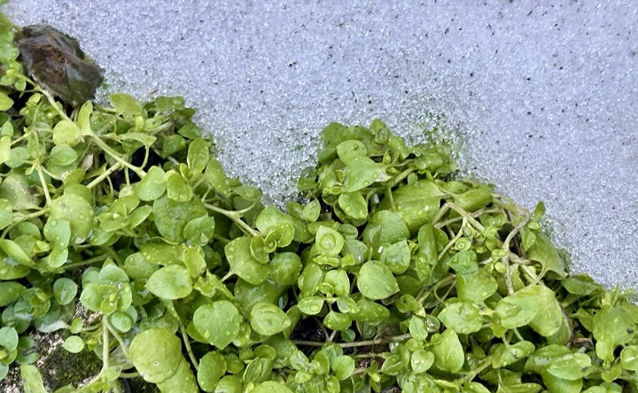 Февраль в Таганроге. Фото ruffnews.ru