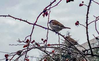 Птицы на кусте шаповника. Фото Елены Анисимовой