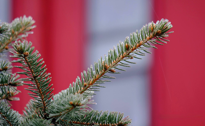 Веточка ели. Фото Никиты Сиденина