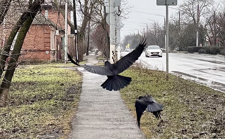 Грачи. Фото ruffnews.ru
